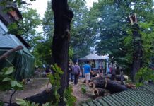 Powalone drzewo sanktuarium