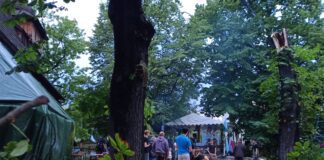 Powalone drzewo sanktuarium