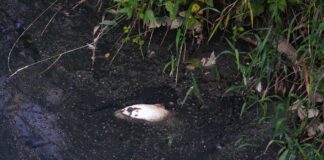 Brzesko - Zatruta Uszwica