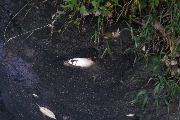 Brzesko - Zatruta Uszwica