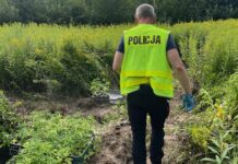 Gmina Dębno: konopie pod specjalnym nadzorem… policji Marihuana zabezpieczona przez policję