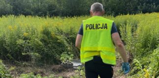 Marihuana zabezpieczona przez policję