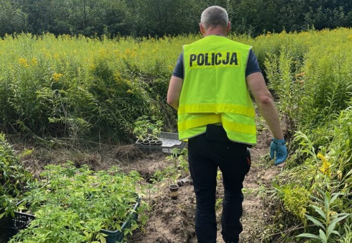 Marihuana zabezpieczona przez policję