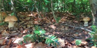 Grzyby w okolicach Tarnowa