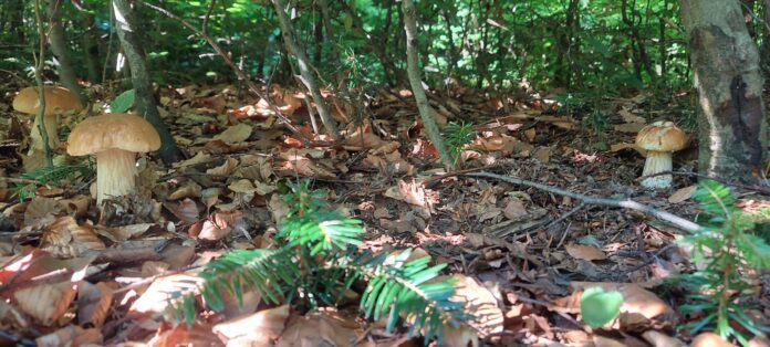 Grzyby w okolicach Tarnowa