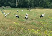 Bociany przed odlotem