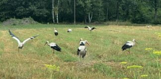 Bociany przed odlotem