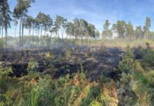 Pożar lasu w Łętowicach. Kilka zastępów straży pożarnej w akcji.
