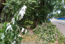 Rzędzińska powalone drzewo