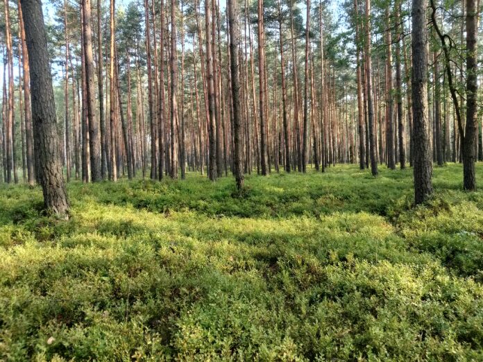 Las iglasty Las iglasty