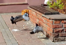 Jak humanitarnie odstraszyć gołębie