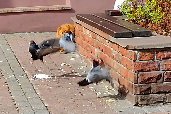 Jak humanitarnie odstraszyć gołębie