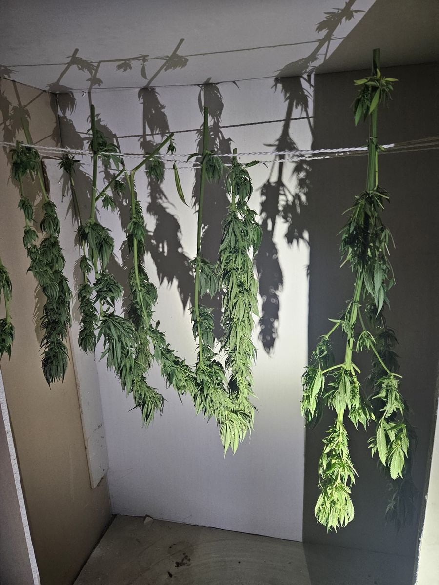 Prawie cztery kilo „radłowskiej marychy” trafi do pieca