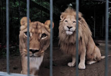 Burza o egzotyczne zwierzęta w małym miasteczku Czchowskie lwy w klatce