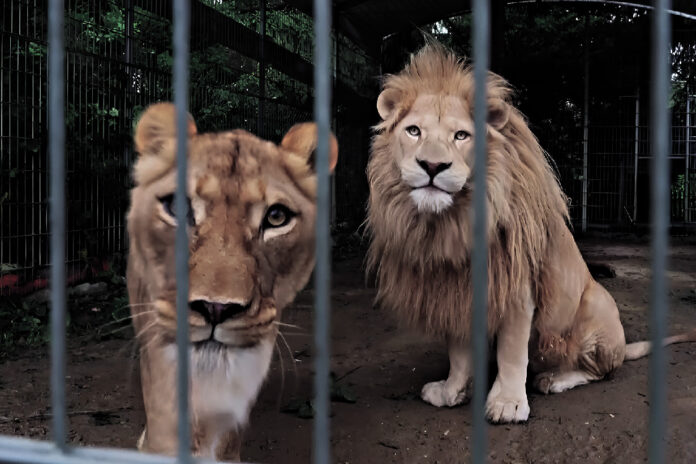 Czchowskie lwy w klatce