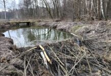 Wola Rzędzińska bobry