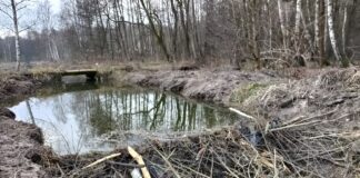 Wola Rzędzińska bobry