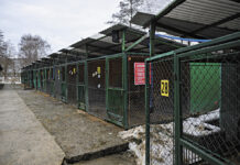 Tarnów burza wokół azylu dla zwierząt