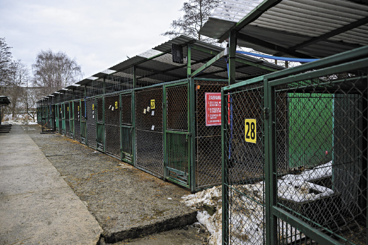 Burza wokół azylu dla zwierząt. Były nieprawidłowości czy nie?