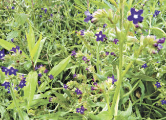 Kwitnąca Karyntia - Kraina nieskoszonej trawy