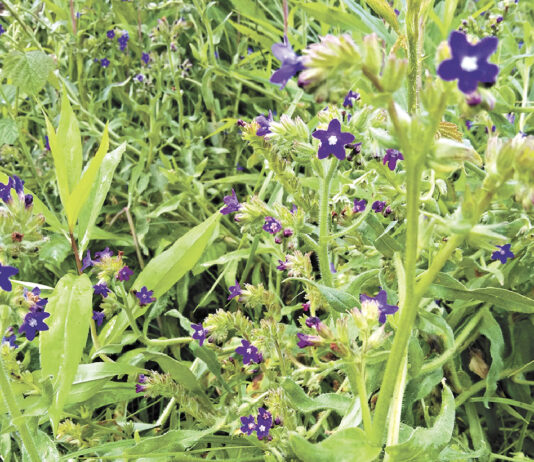 Kwitnąca Karyntia - Kraina nieskoszonej trawy