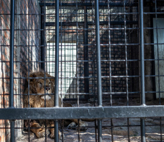 Rusza proces w sprawie nielegalnego posiadania dzikich zwierząt